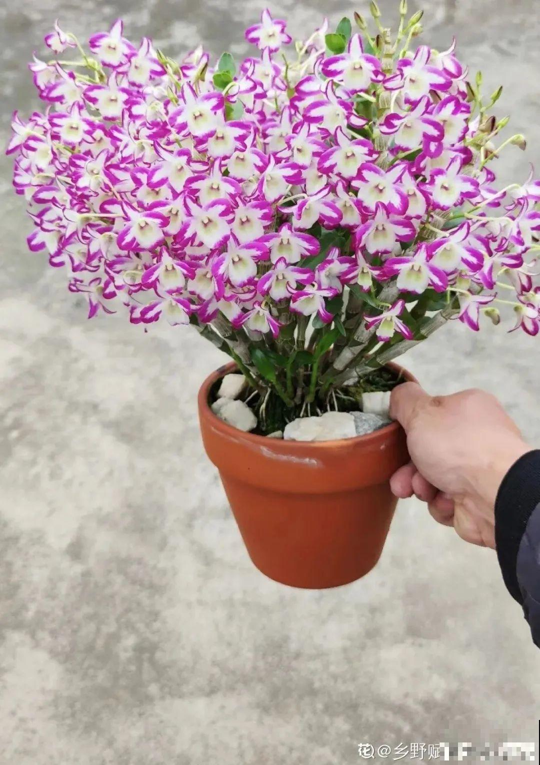 28种耐阴花，没光也能开爆盆，养在家里超有范儿