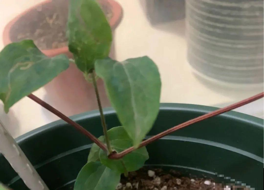 春天最佳繁殖季，扦插播种分株压条，成活率特高