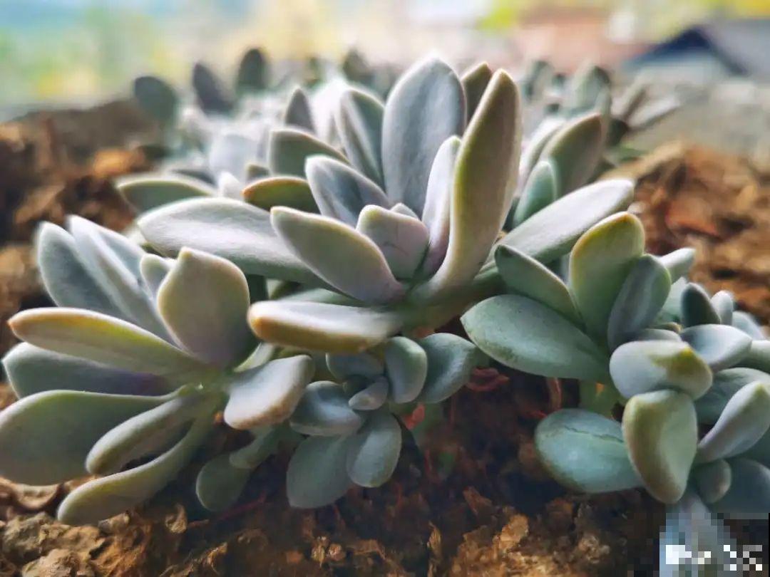 多肉长满白毛须，是个危险信号，要及时处理