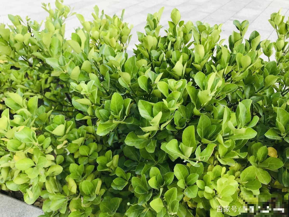 这6种修剪和清洁植物的方法，掌握了，家里花草干净长势好！