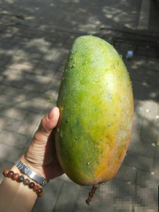 6个关于植物的冷知识,知道3个,就是植物“大神” 6个关于植物的冷知识,知道3个,就是植物“大神”