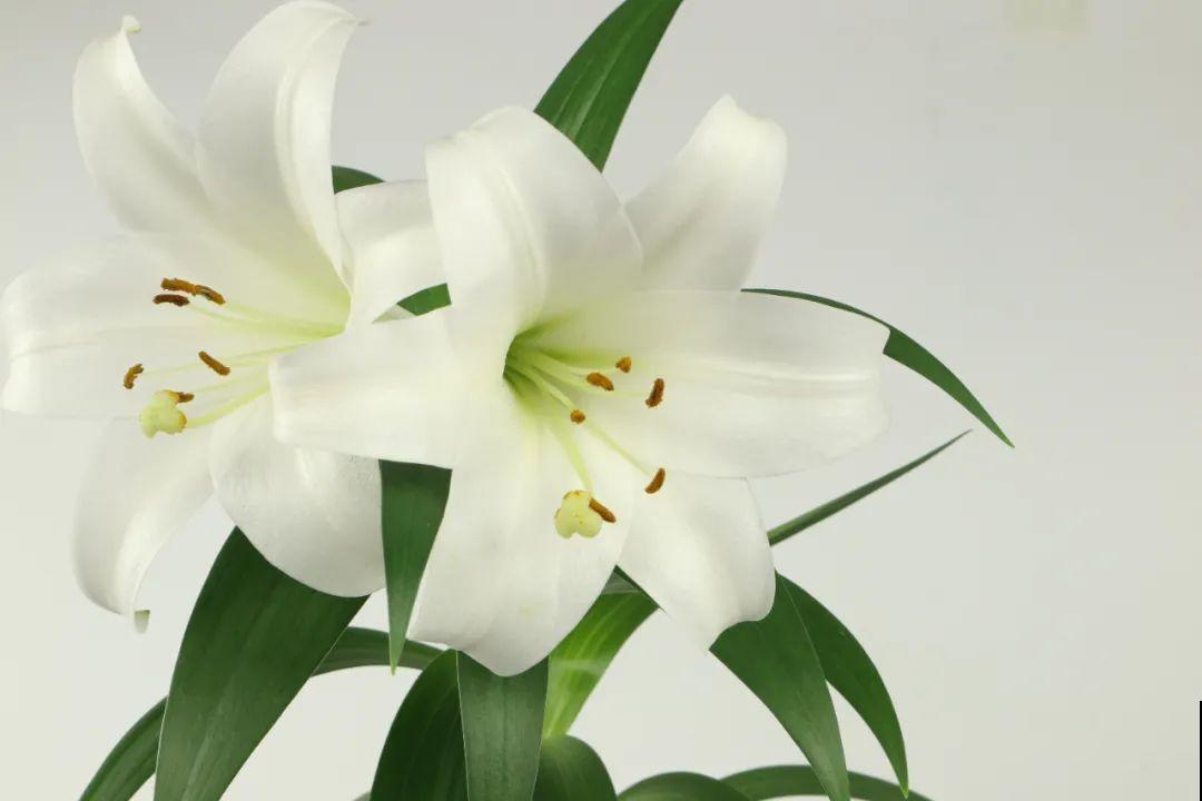 8种花开始慢慢睡醒了， 现在长得正旺，多浇水施肥， 开花更多！