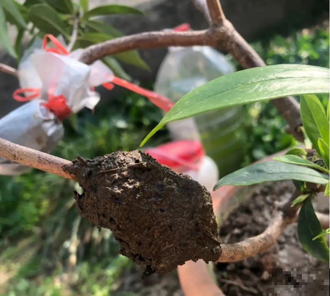 春天最佳繁殖季，扦插播种分株压条，成活率特高