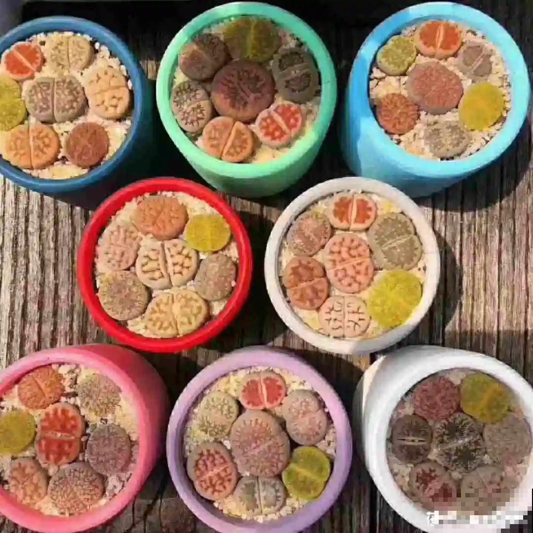 刚开始养多肉很嫌弃，后来越养越爱，打脸实录