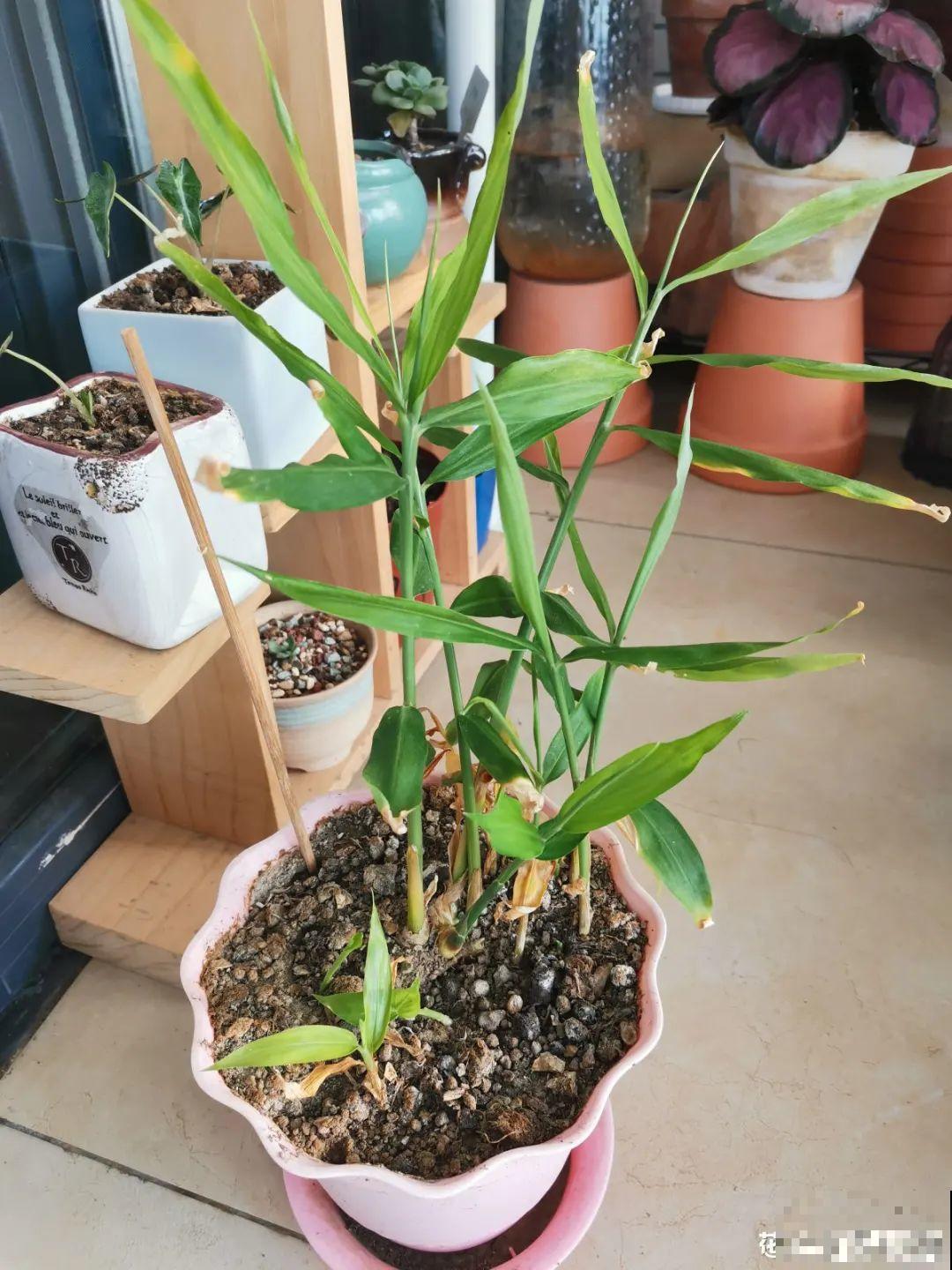 玉米棒子插水里，比绿植长得快，长成清新小盆栽