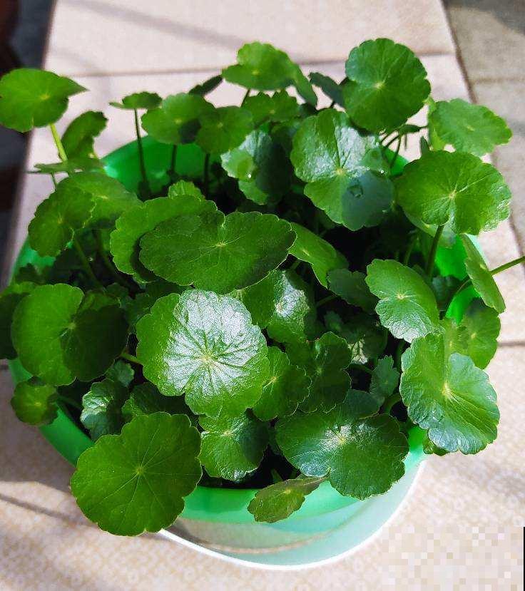 铜钱草剪一刀，懒腰剪秃，一周小芽就密密麻麻