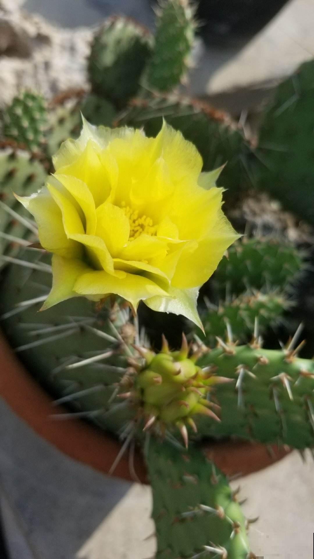 花期最短的花,只有5分钟,见过都是幸运! 花期最短的花,只有5分钟,见过都是幸运!
