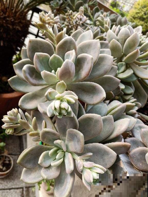 多肉长不动？一刀砍去头，轻松长爆盆！