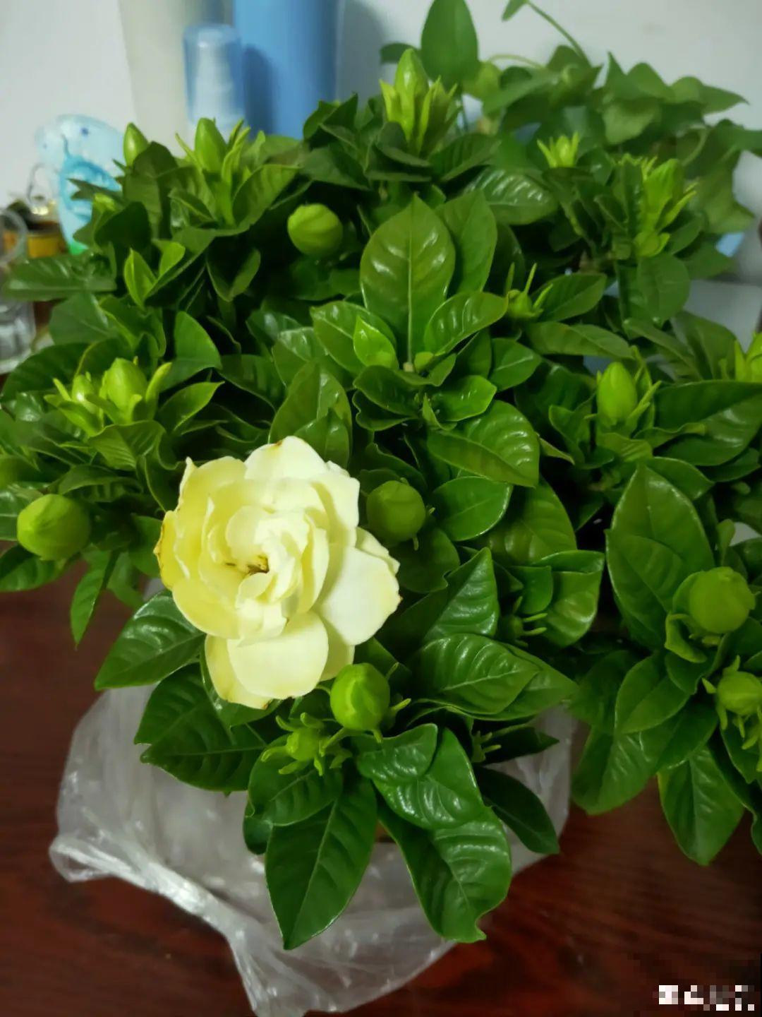 初春浇水要谨慎，浇水浇不对，小心全军覆没