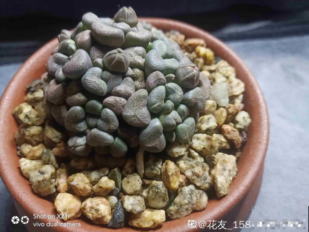 给多肉选花盆,才是最大的乐趣,不信你试试 给多肉选花盆,才是最大的乐趣,不信你试试