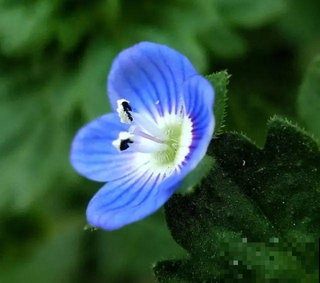 明明那么眼熟的路边花,就是叫不上名字,现在就带你认识一下! 明明那么眼熟的路边花,就是叫不上名字,现在就带你认识一下!