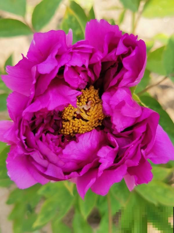 有的花需要穷养，有的花需要富养，选择合适的养花方法，才是关键