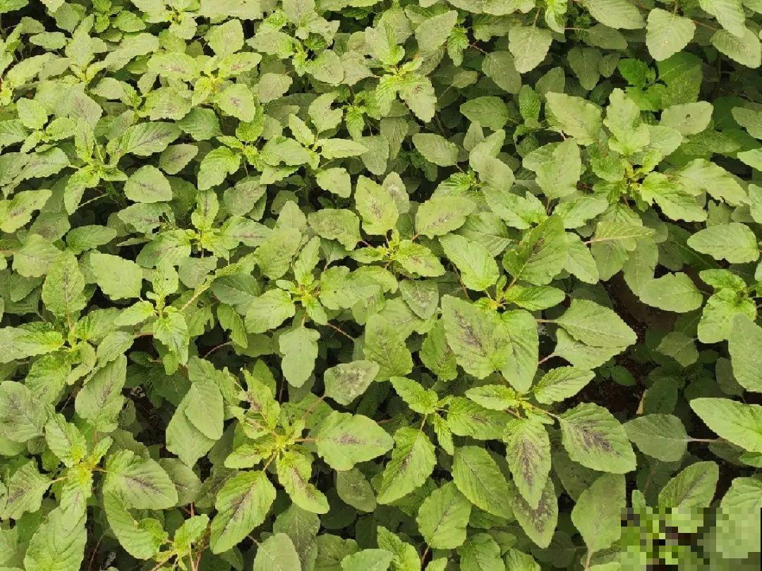 春天的野菜大全,小心辨认,千万别挖错了 春天的野菜大全,小心辨认,千万别挖错了