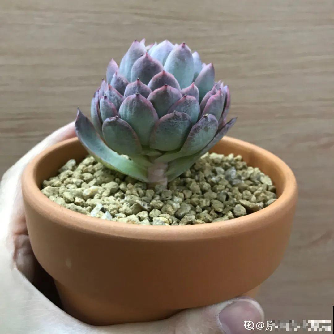 温度差不多稳定了,要准备给多肉换盆,记住这7个步骤 温度差不多稳定了,要准备给多肉换盆,记住这7个步骤