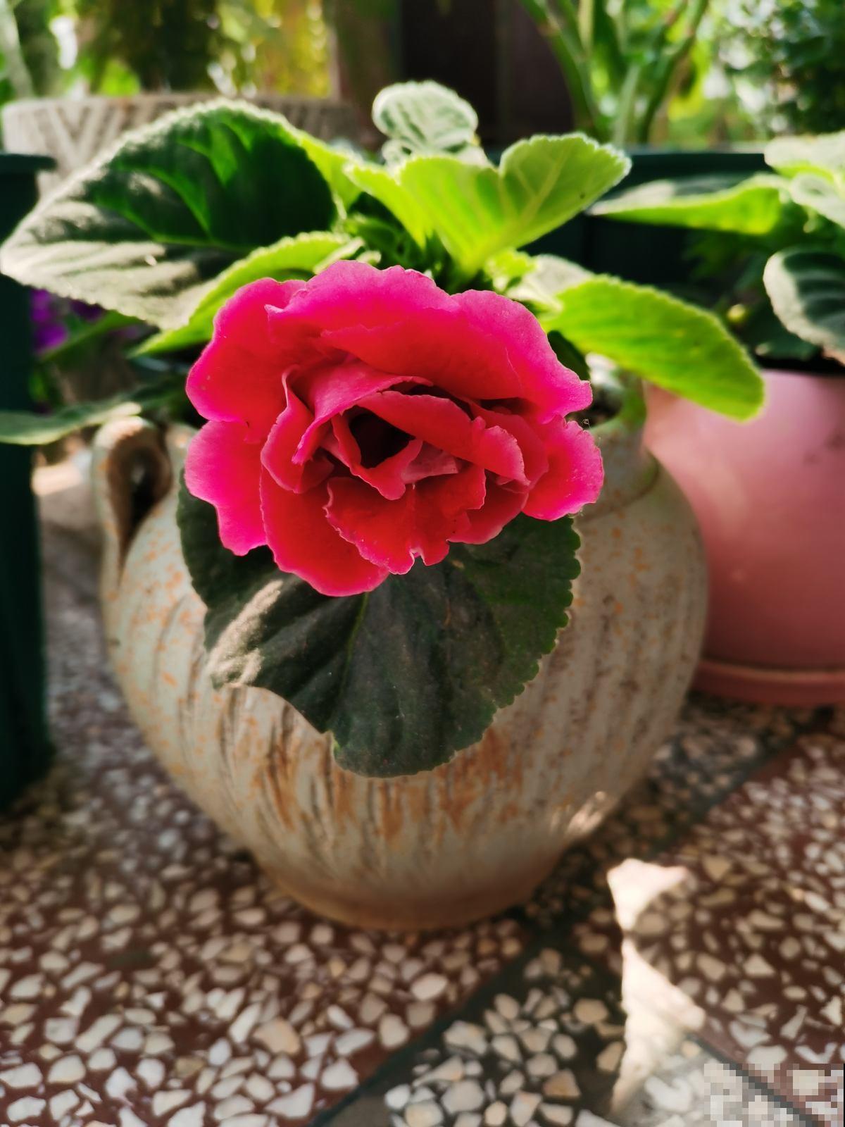 大岩桐养不好,掌握这些技巧,新手养爆盆! 大岩桐养不好,掌握这些技巧,新手养爆盆!