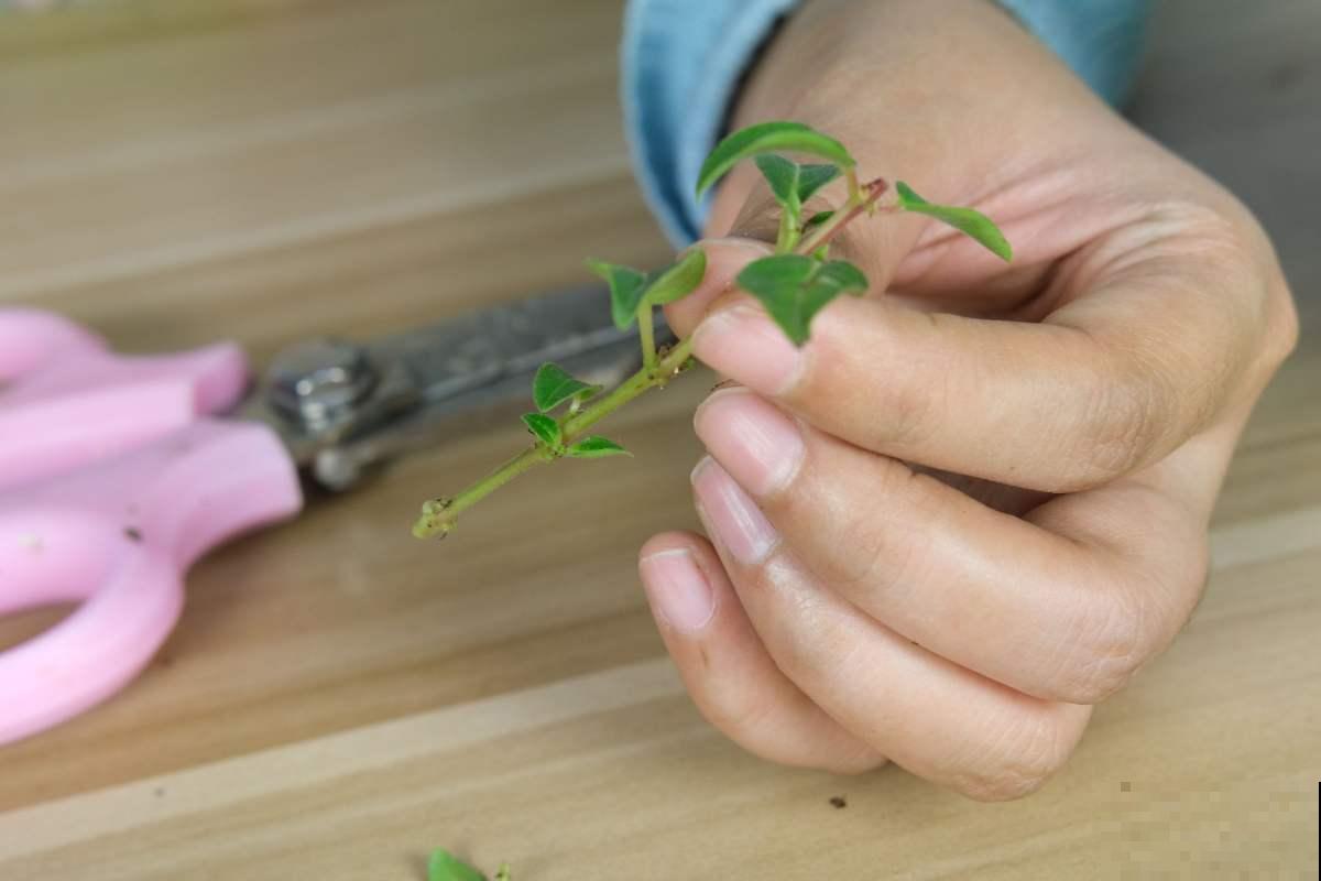 教你两招扦插方法，新手就能用，迅速长出大白根！