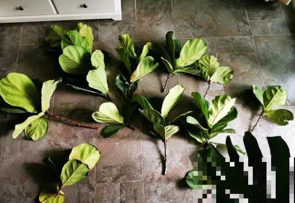 10种花越高越值钱,能长到2米,大高个霸气镇宅! 10种花越高越值钱,能长到2米,大高个霸气镇宅!