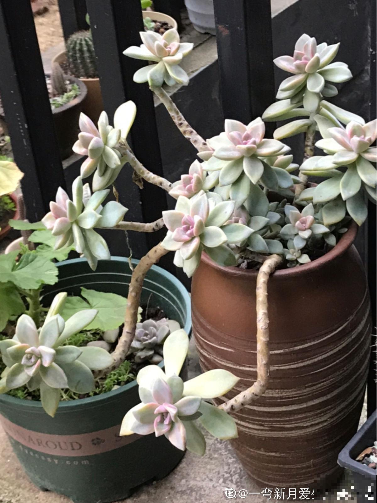 买了一盆冬美人，邻居说是胧月，真的太难区分了
