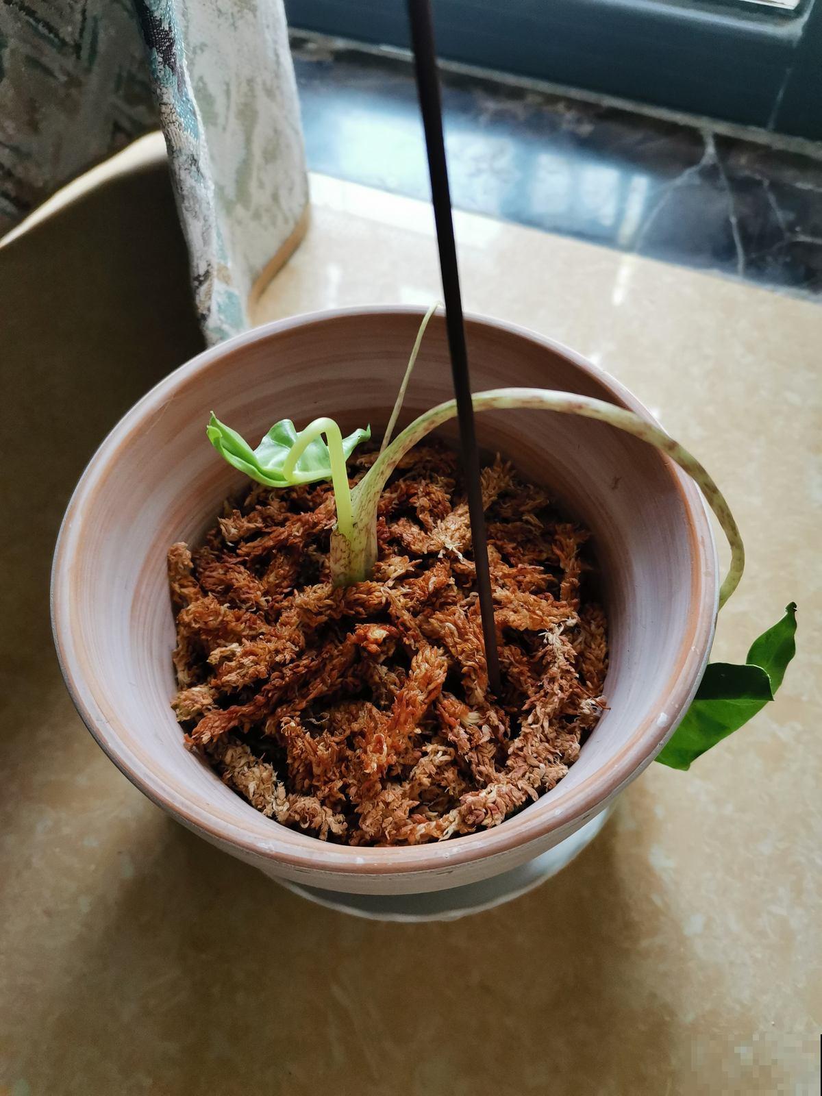 山上水沟里常见的水苔,拿来养花好处多,干净保水,效果也好 山上水沟里常见的水苔,拿来养花好处多,干净保水,效果也好