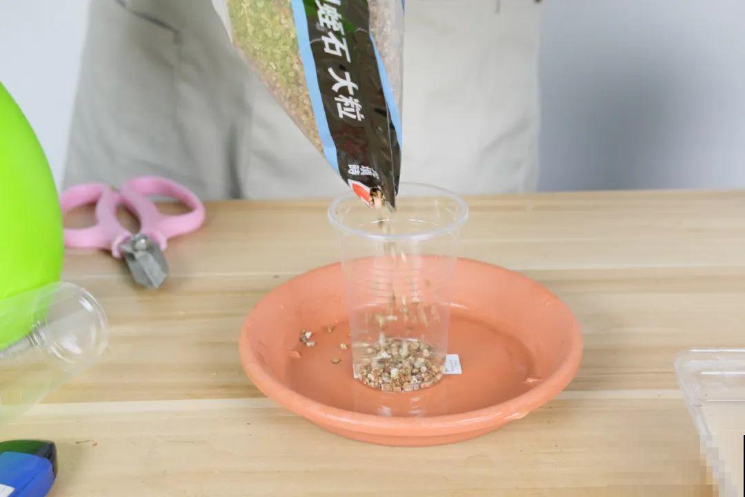 春天最佳繁殖季，扦插播种分株压条，成活率特高