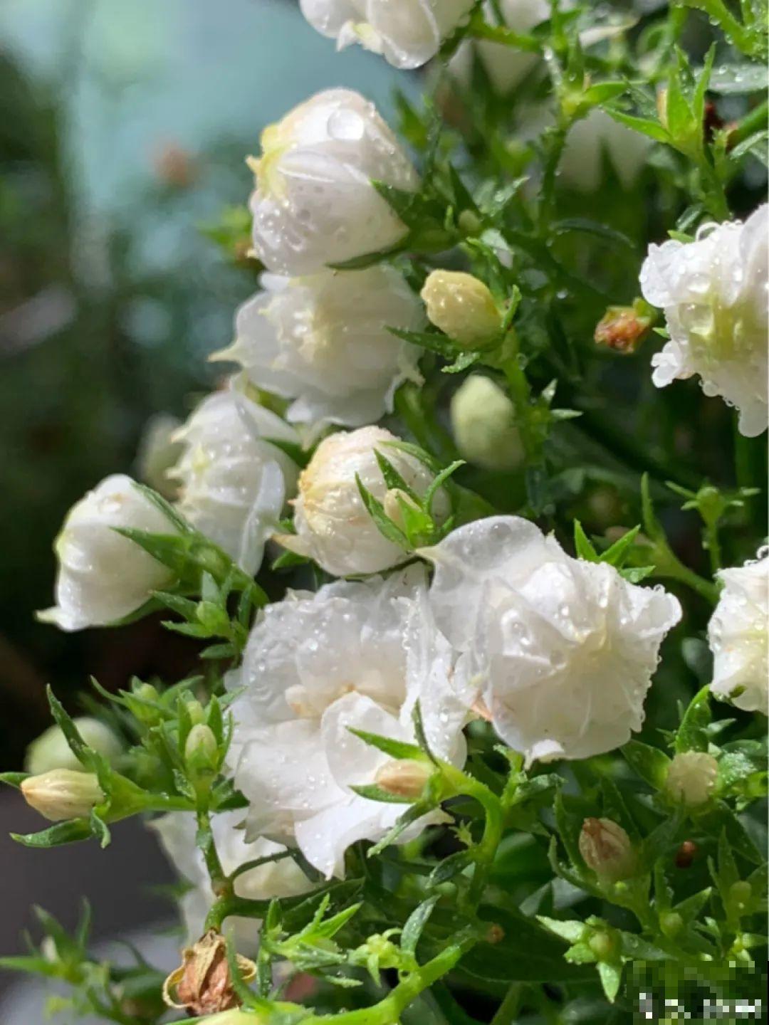 今年流行的小众植物，美而不俗，气质一绝