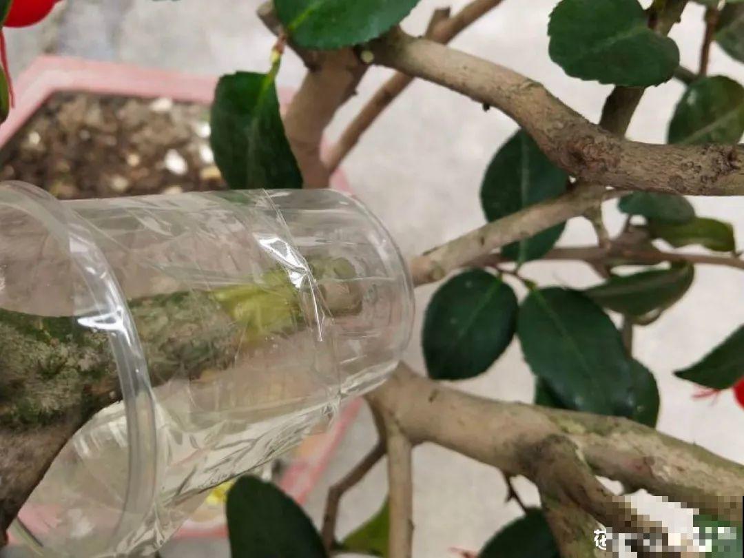 春天的大粗杆子，直接插土里，很快就生根