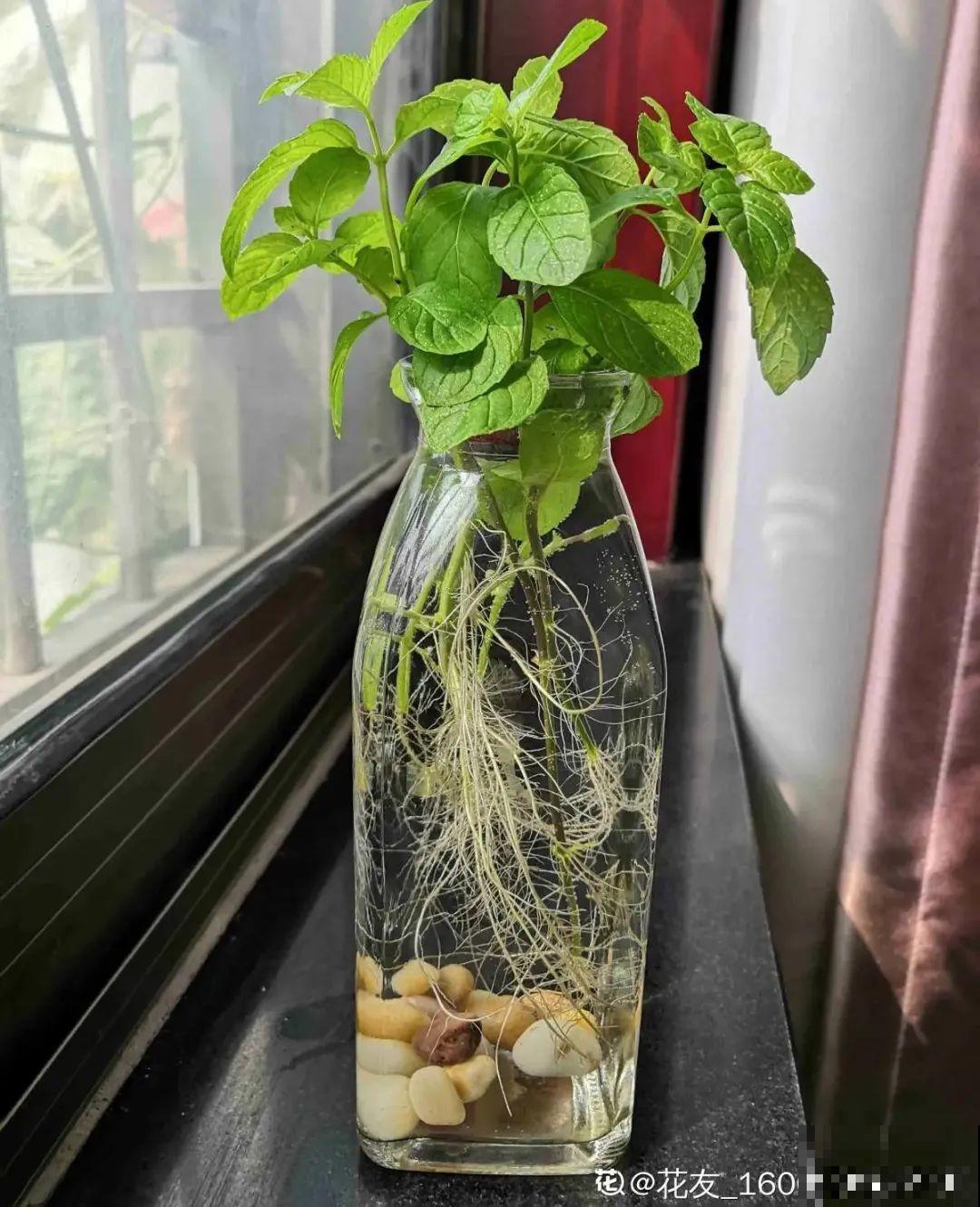 6种花夏天扦插,枝条剁8段、撒土里,3岁小孩都能插活! 6种花夏天扦插,枝条剁8段、撒土里,3岁小孩都能插活!