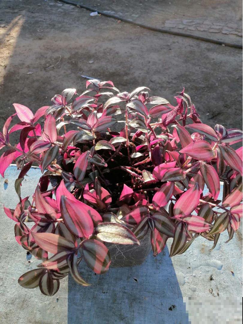 4种“省钱植物”，实在太贴心，掐个枝条插土里就能活