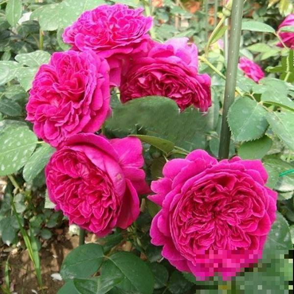 4种花天生“毛病多”,脾气大难伺候,养好几年才能养好! 4种花天生“毛病多”,脾气大难伺候,养好几年才能养好!