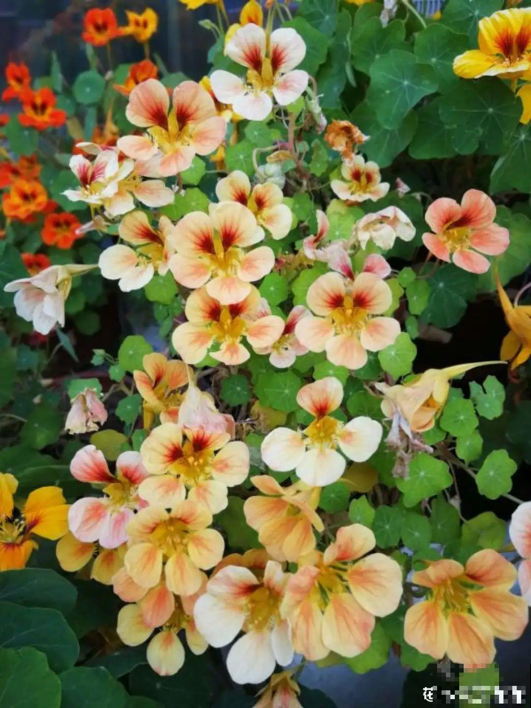 一棵旱金莲,开花又多又没,1年就能长成花墙! 一棵旱金莲,开花又多又没,1年就能长成花墙!