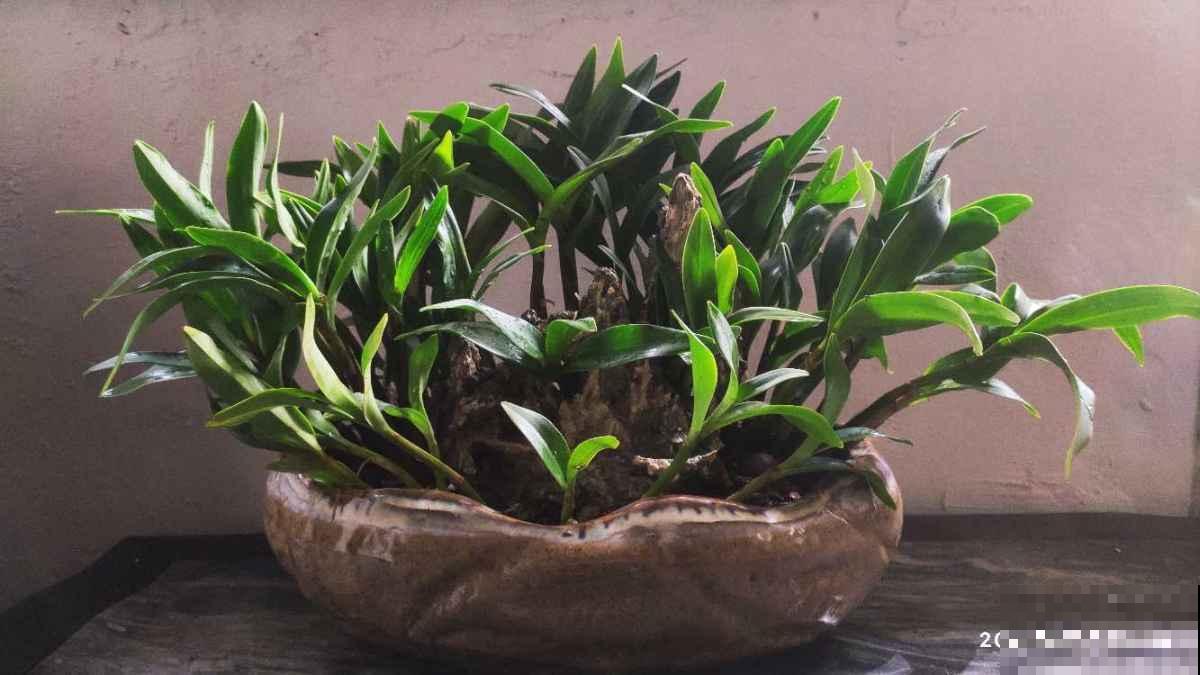 植物换盆技巧,成活率高,换完植物又绿又壮! 植物换盆技巧,成活率高,换完植物又绿又壮!