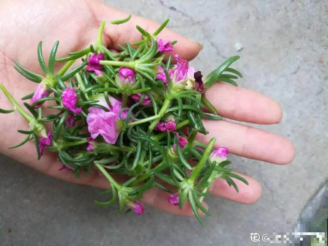 8种花赶紧剃头，剃得越狠，开花越多