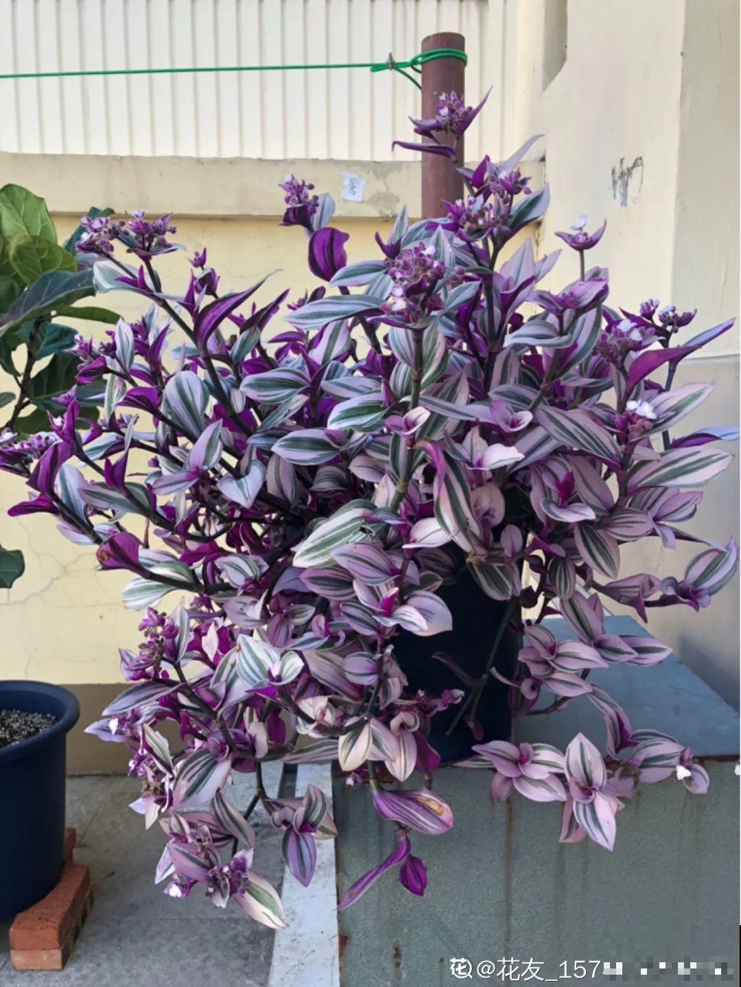 3种耐阴花，光不好也能嗖嗖长，摆家里特别上档次