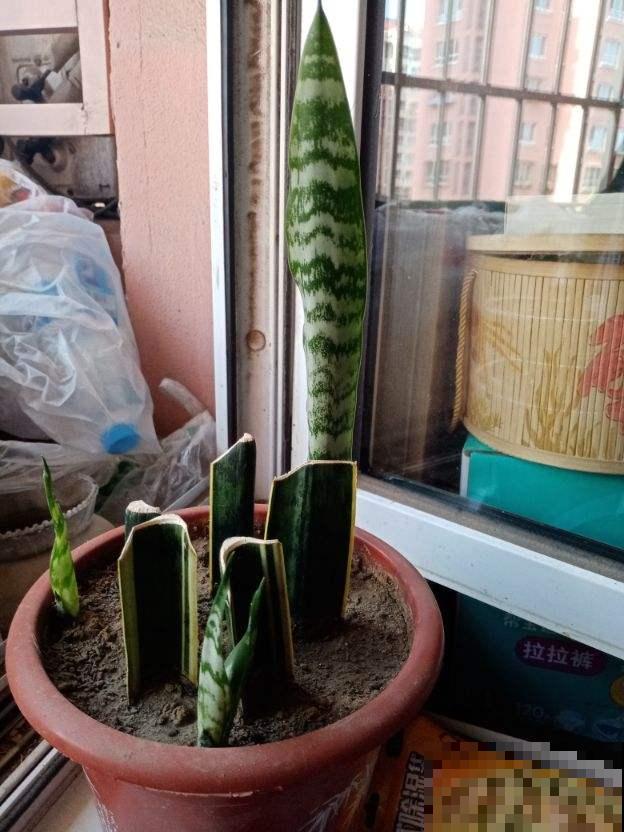 虎皮兰扦插，剪成小段晾一晾，插土里面一周就能活！