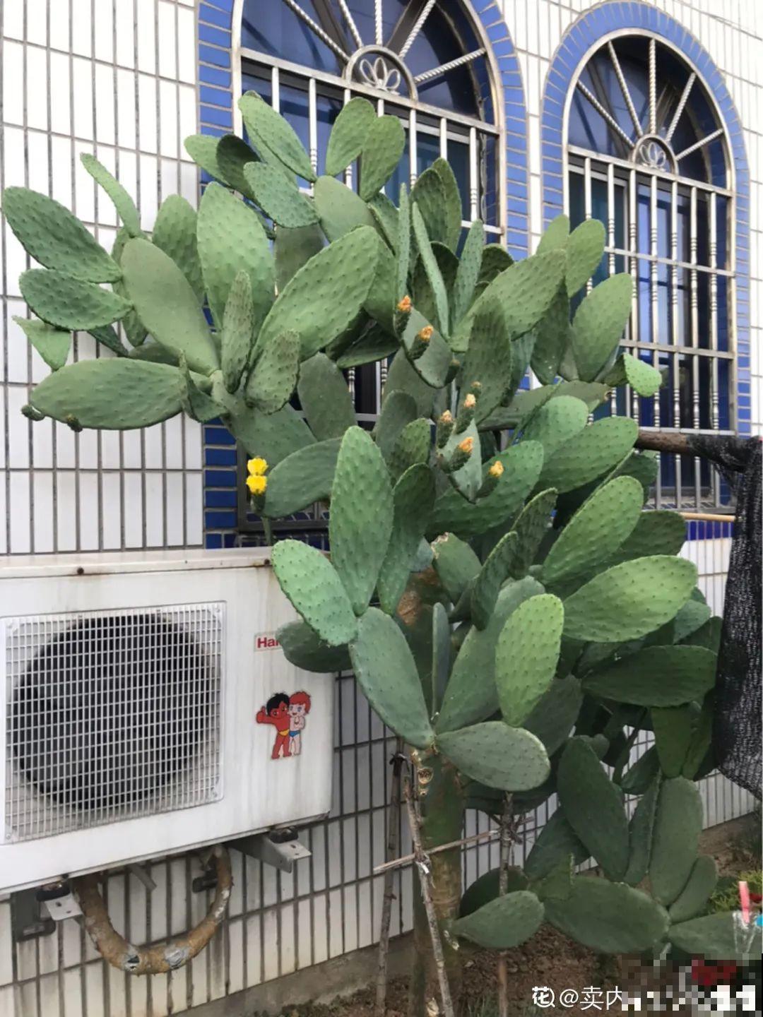 12种花真是太能生，叶子沾土就生根，实在太好活