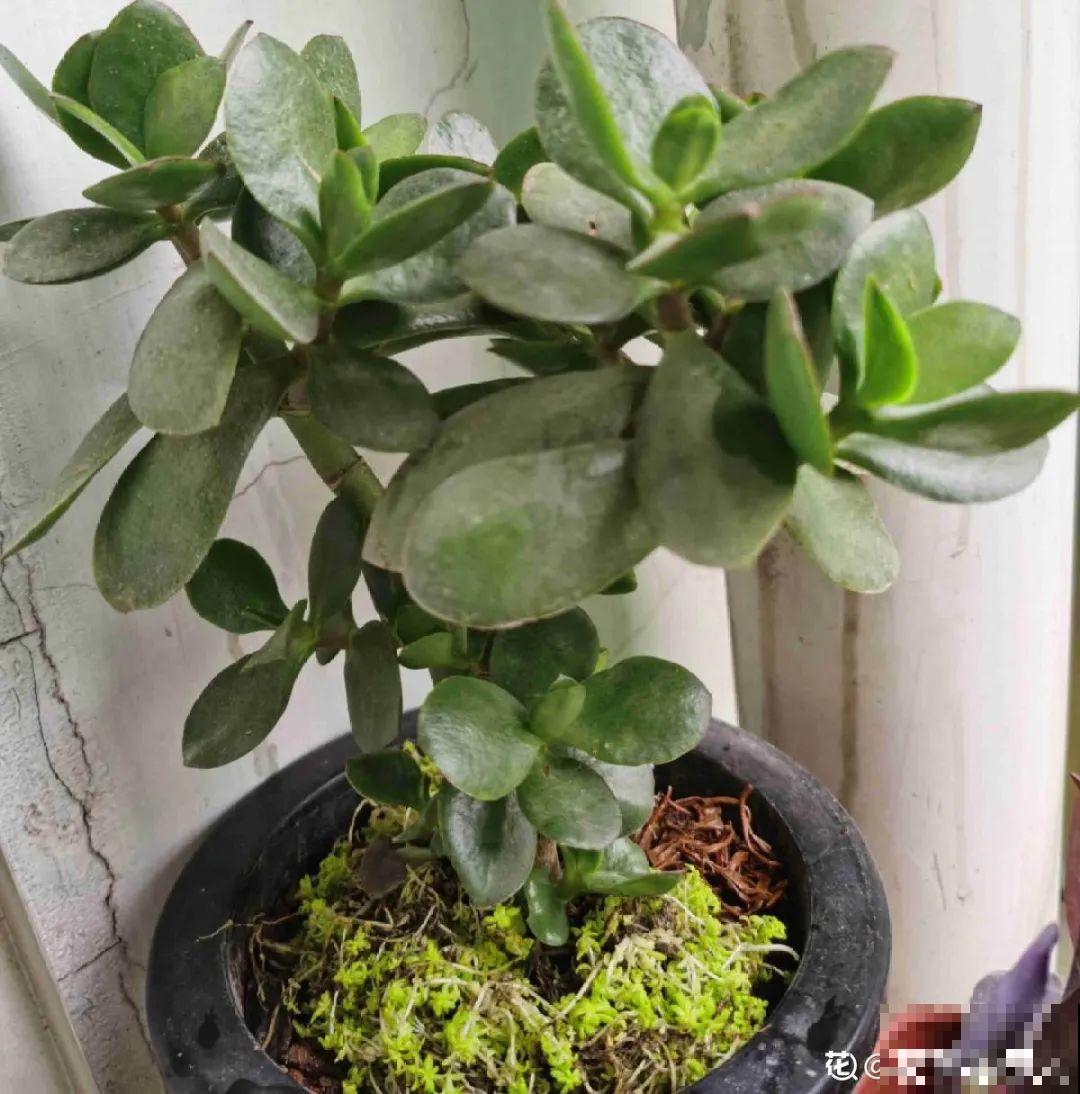 12种花真是太能生，叶子沾土就生根，实在太好活