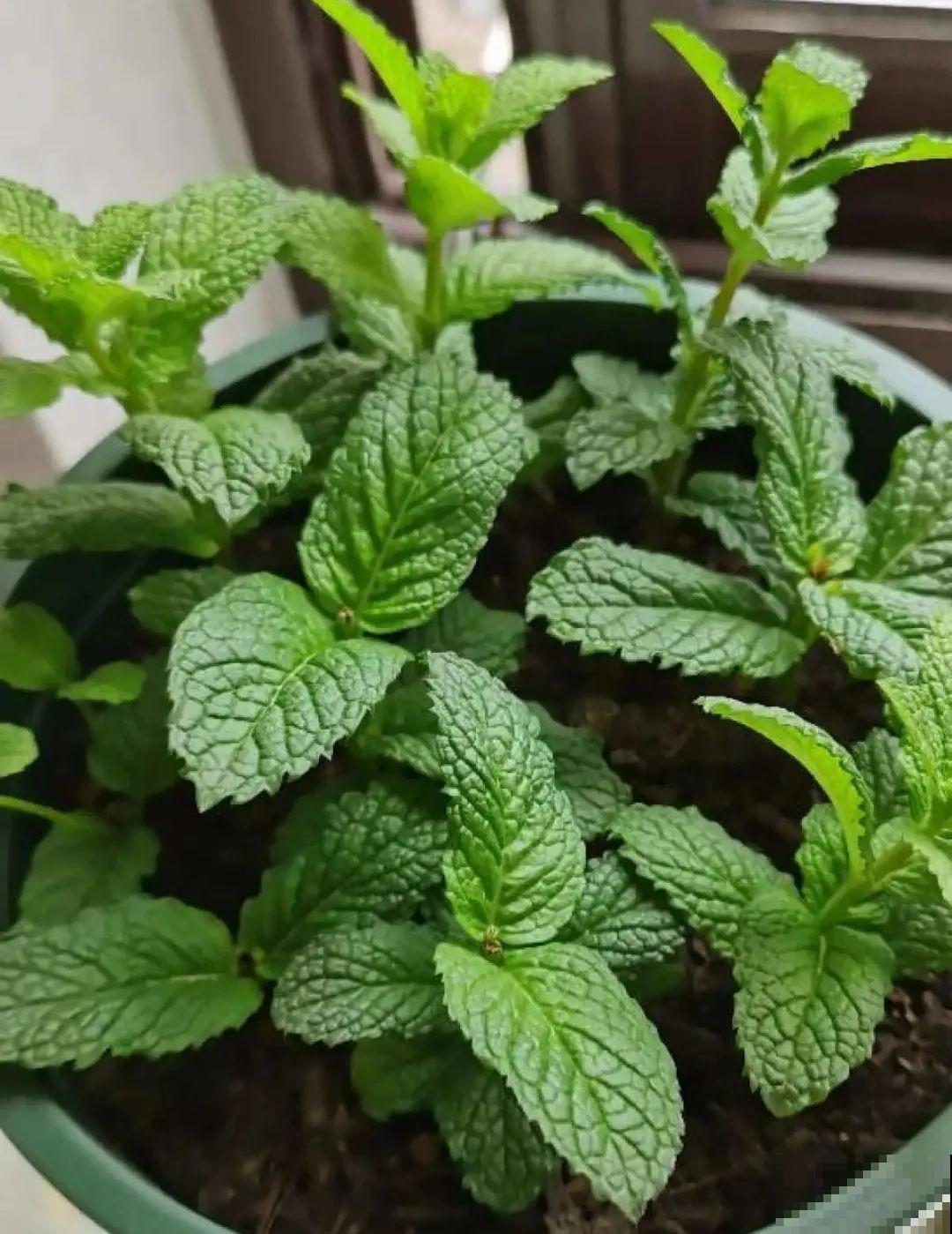 新买的绣球别猛晒，养在阴凉通风处最好，不然叶子全晒焦了