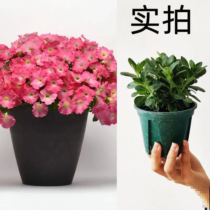 夏天修剪要下狠手,剪得越狠越爆盆,多晒长成大花球 夏天修剪要下狠手,剪得越狠越爆盆,多晒长成大花球