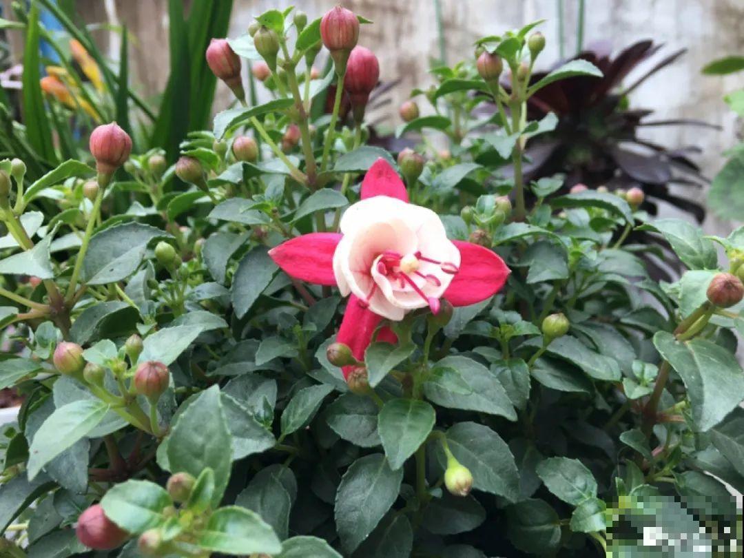 最怕晒的10种花,赶快搬进屋,否则会死掉 最怕晒的10种花,赶快搬进屋,否则会死掉