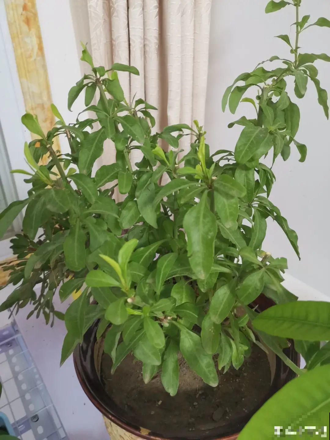 家里养了月季,花后使劲剪,越剪越开花,真省心 家里养了月季,花后使劲剪,越剪越开花,真省心