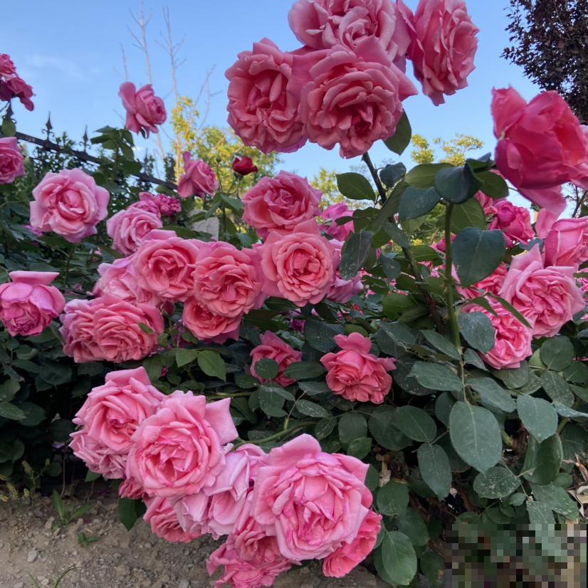 2种植物开花真喜人，一朵比拳头还大， 现在正是花期