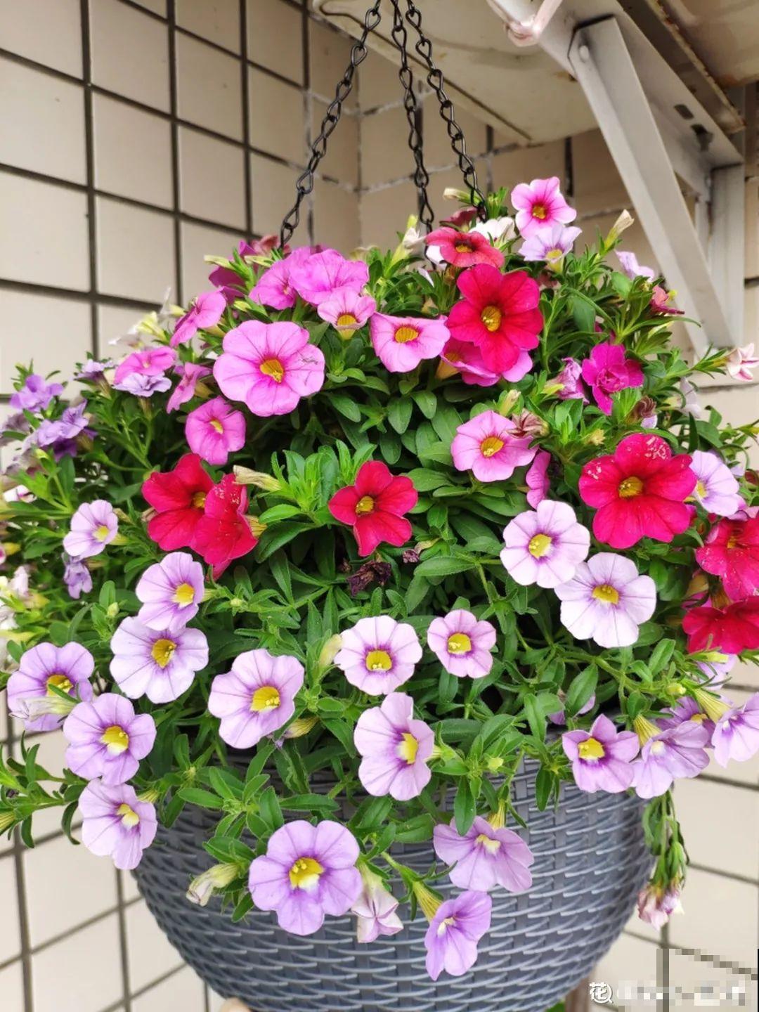 8种花一开就泛滥,个个爆成大花球,一年能开4、5次! 8种花一开就泛滥,个个爆成大花球,一年能开4、5次!