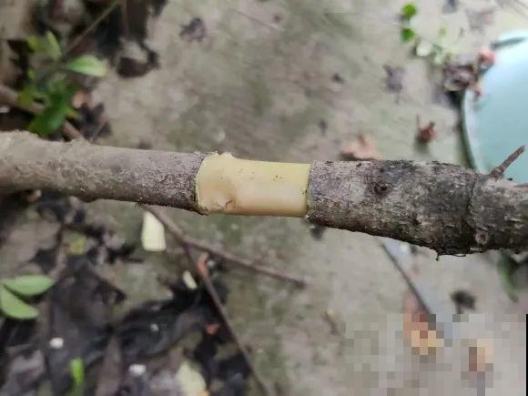 春天的大粗杆子，直接插土里，很快就生根