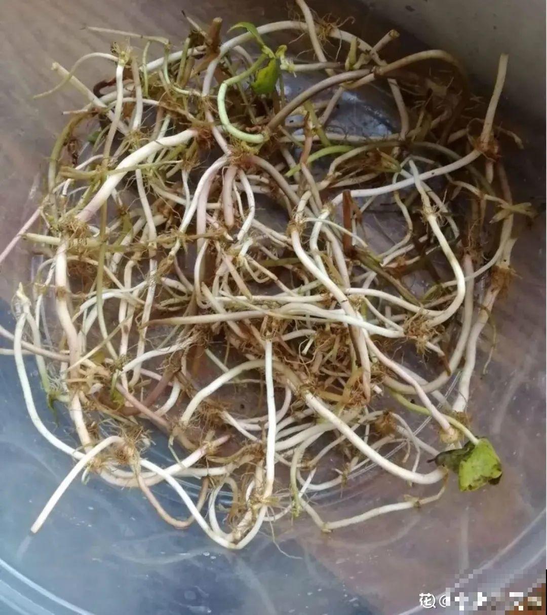 虐着养的花，剪成秃子，半月不浇水，呼呼开花