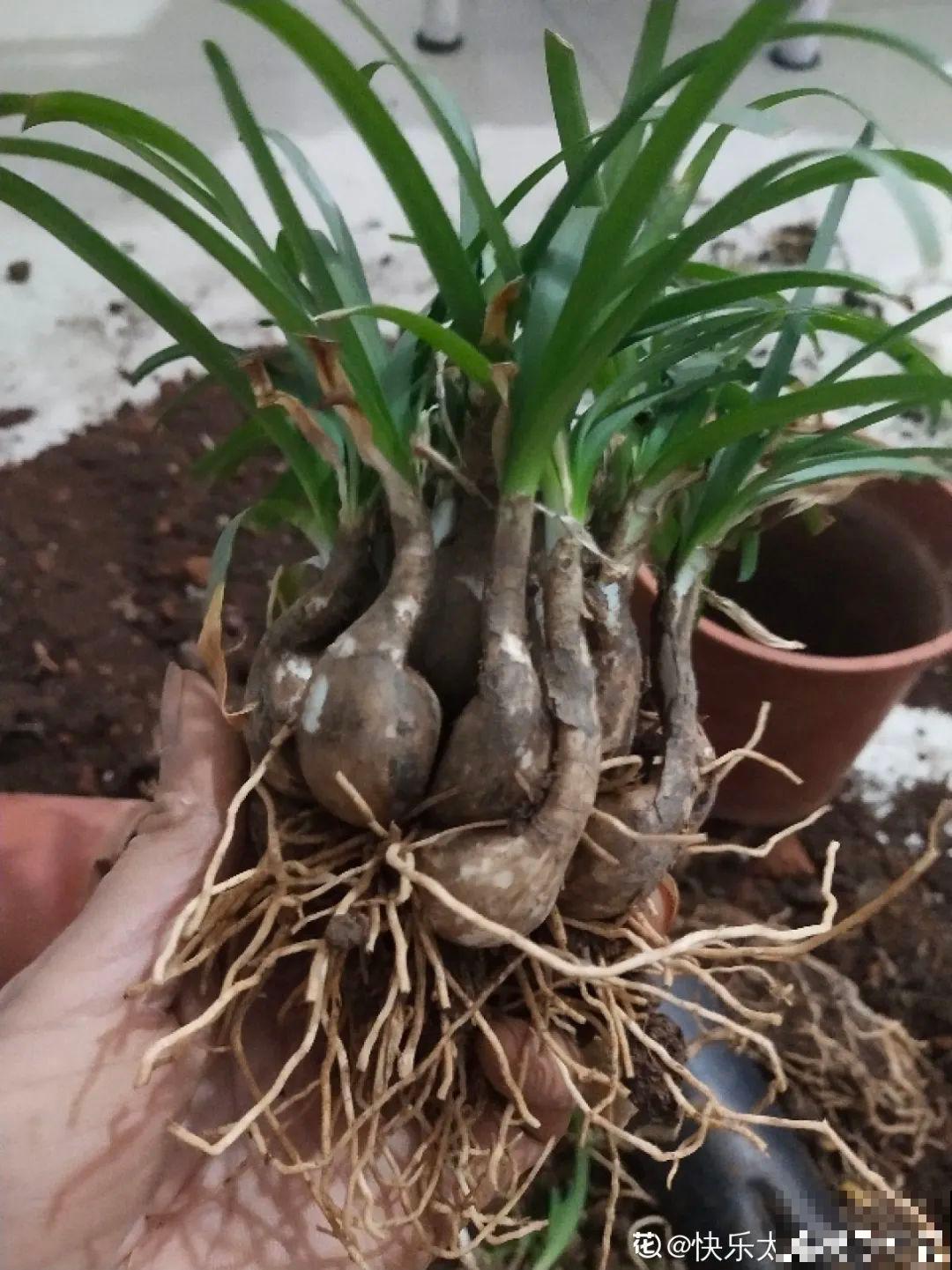 新买的绣球别猛晒，养在阴凉通风处最好，不然叶子全晒焦了