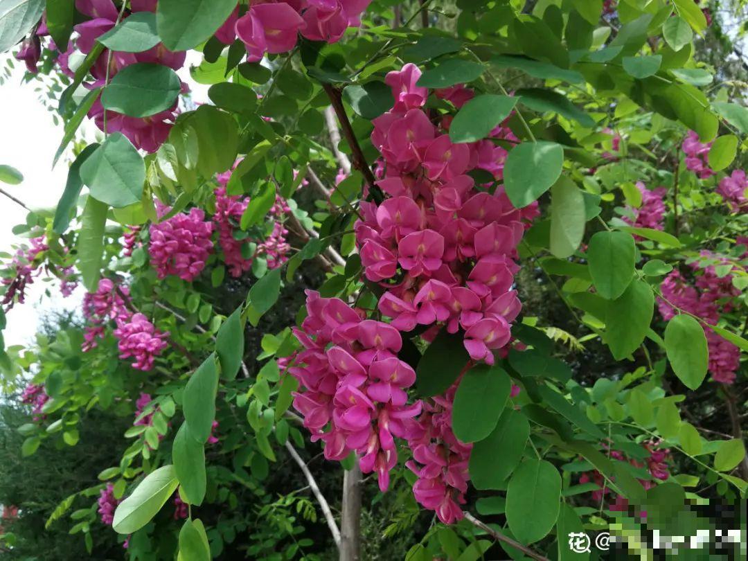 20种有毒花，看见绕道儿走，千万别乱摸