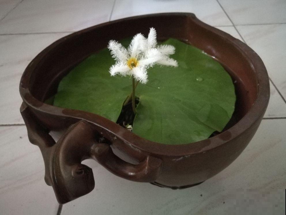 1种花只有1片叶,只需要一碗清水就能养,现在养到夏天长满缸! 1种花只有1片叶,只需要一碗清水就能养,现在养到夏天长满缸!
