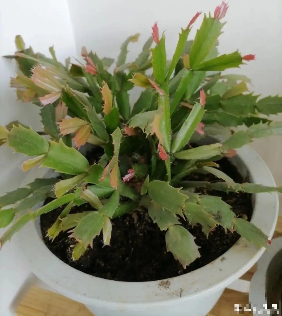 长寿开花后，要好好修剪，很快冒新芽