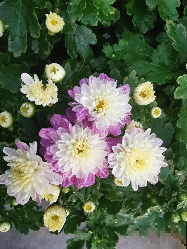 4种花颜值很高，但就败在名字上，真是冤枉