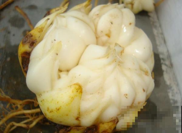 4种花可食用百合，煲汤做菜做甜品，花朵也艳丽多彩